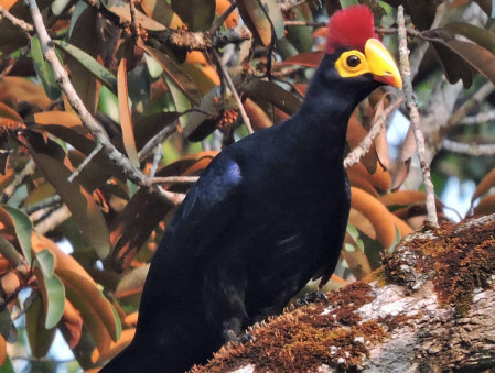 Ross's Turaco 