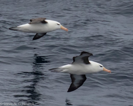 Seeing 12 of the world&rsquo;s 24 albatross species on the trip was notable, from the almost daily but always handsome Black-browed...