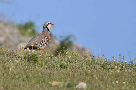 A common species in the Guadiana valley, the Red-legged Partridge is normally seen in the area every day. (RP)