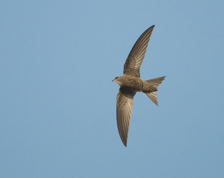 The Pallid Swift nests in all the charming towns where we are going to stay: Alcochete, M&eacute;rtola and Tavira. (RP)
