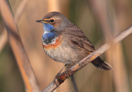 The Bluethroat is a wintering and passage migrant species in wetlands in Southern Portugal. (PM)