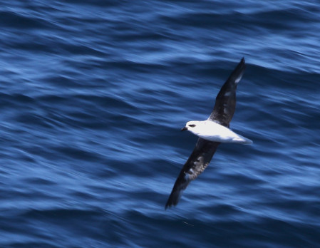 For the 2021 cruise we'll cross the Tasman Sea twice, looking for a wide range of exciting pelagic species, like White-headed Petrel,