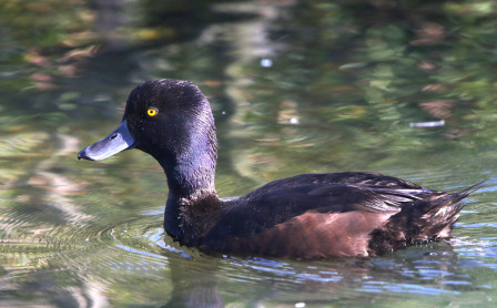 along the way we should spot a few New Zealand Scaup dabbling around in volcanic lakes.
