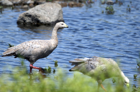 A trip out to the world famous Werribee Sewage works should reveal Cape Barren Geese,