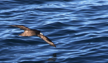 White-chinned Petrels,