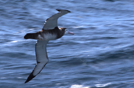 huge Wandering Albatross,