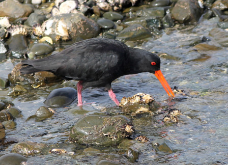 we'll start rapidly picking up our first New Zealand endemics like this handsome Variable Oystercatcher,