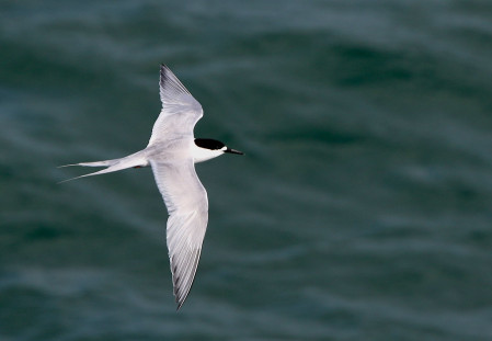 When we get close to New Zealand we'll start seeing our first White-fronted Terns, and once ashore at our first port of call in Auckland