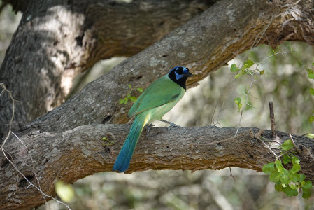 South Texas is small slice of the tropics nestled in the US.  With stunning birds like Green Jay... Image: Jian Cai 2020
