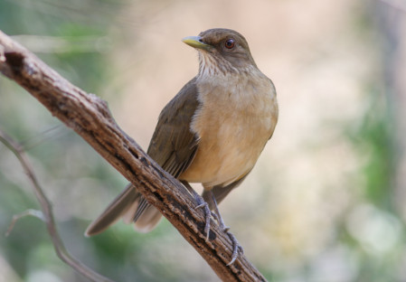 Some valley specialties are resident like Clay-colored Thrush ... 