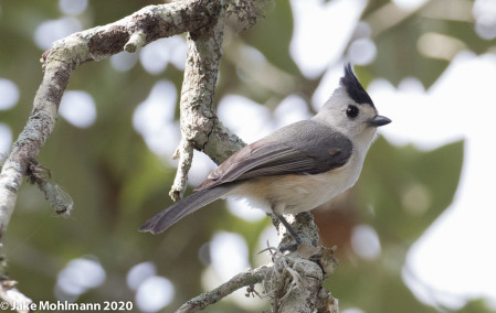We'll scour dense thickets in hopes of finding Black-crested Titmouse ...  Image: Jake Mohlmann
