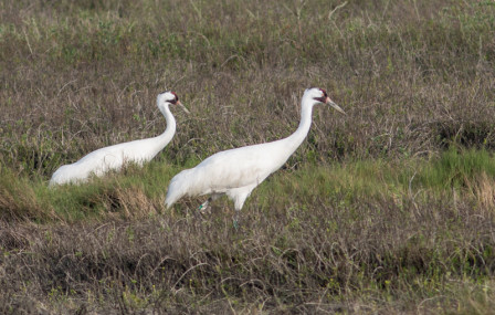 ... but ultimately gets us close to foraging Whooping Cranes ...