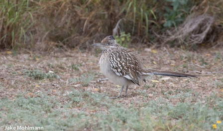 The west edge of the valley gives way to drier habitat with birds like Greater Roadrunner ...
photo by Jake Mohlmann