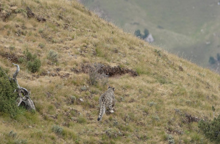 Snow Leopard will be the focus of our efforts...