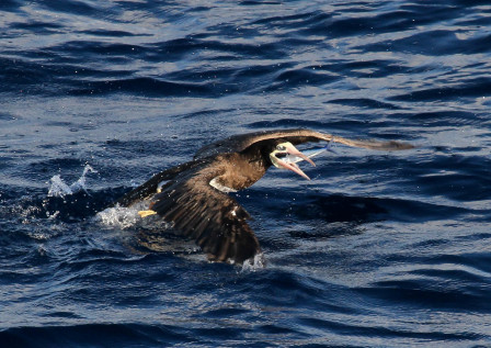 Brown Booby with flying fish prey