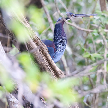 Any day you see an Agami Heron is a good day &mdash; there are a lot of good days at Crooked Tree Lagoon.