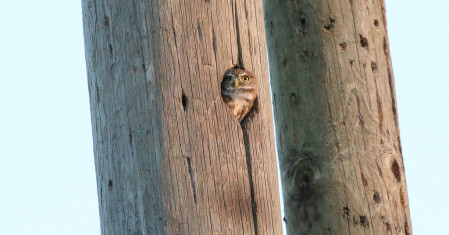 A Ferruginous Pygmy-Owl welcomes us from its nest cavity in the village of Crooked Tree.