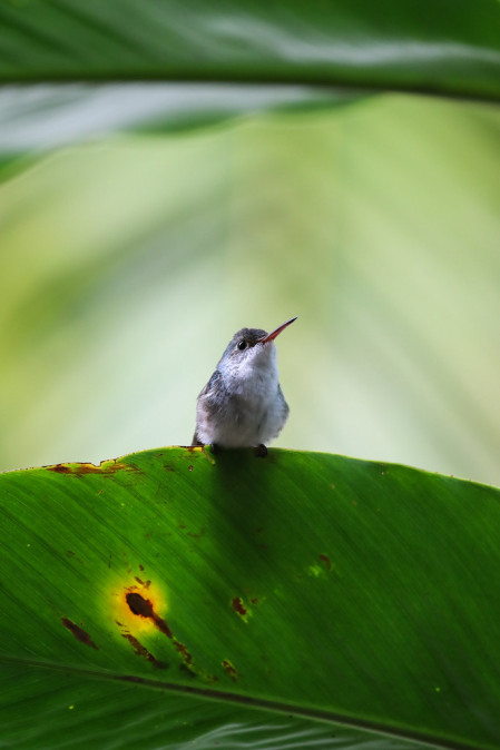 White-bellied Emeralds were the most common visitor at the hummingbird feeders around La Milpa.