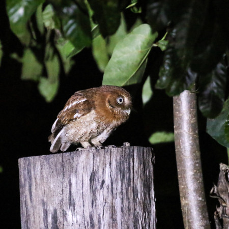 A Middle American Screech Owl calling from a nearby fence post.