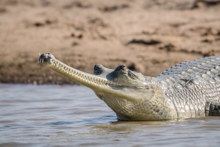 There are always surprises around the corner in India! Here, a rare Gharial (sm). 