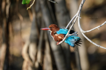 ...as well as colorful gems like this White-throated Kingfisher (sm). 