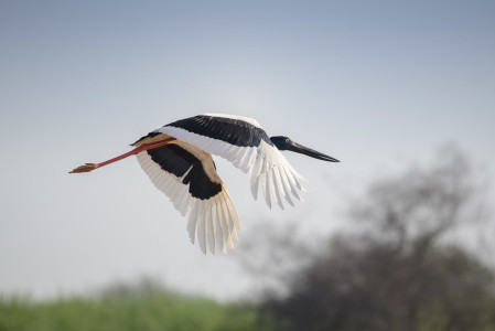 ...and other waterbirds, such as this Black-necked Stork (sm).