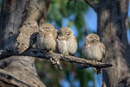 we may encounter Spotted Owlets (sm)...
