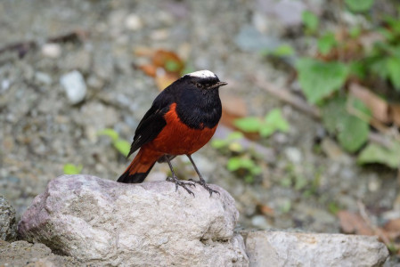 Along the streamsides we may find the wonderful White-capped Water-Redstart (sm)...
