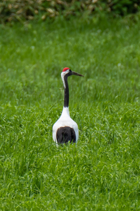 At this time of year, the weather is delightful and everything is green and new. Here a breeding Red-crowned Crane. 