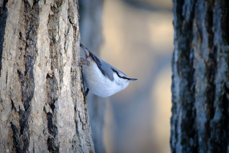 The birds in Hokkaido will be bursting with spring time energy! Here the Japanese subspecies of Eurasian Nuthatch...