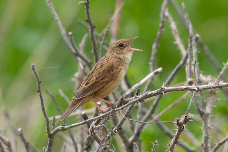 And the usually shy grasshopper warblers are singing their hearts out! 