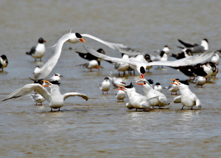 ...or rowdy flocks of terns. (Photo: John Hickok)