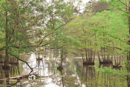 But, there's more to southeast Texas, like bayou forest... (Photo: Allen Codding)