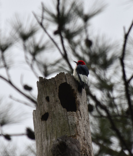...and interior woodlands with the likes of snappy Red-headed Woodpeckers... (Photo: Allen Codding)