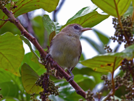 Bare-eyed White Eye is also endemic to the island of  Rennell (DF). 