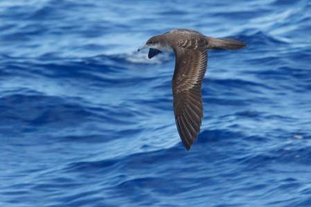 where we'll hope to see an array of tubenoses from common species like Wedge-tailed Shearwater