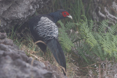 The road into the reserve hosts a healthy population of Kalij Pheasant, which often strut down the verges in the early morning,