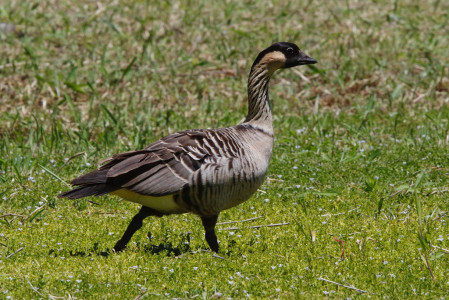 where colorful Nene should be stalking the grassy fields,