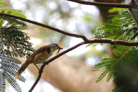 Greater Necklaced Laughingthrush