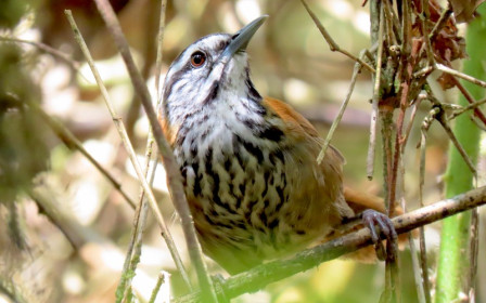 There will be pauses in our local guide's explanation of Machu Picchu for special birds, such as Inca Wren.