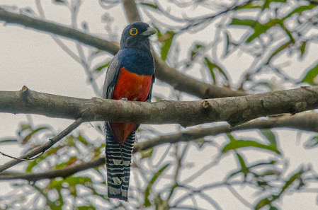 Some of the most beautiful birds here are common, such as the Blue-crowned Trogon. Photo by participant Andy Fix.