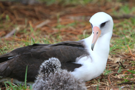 and during spring tours Laysan Albatross should be nesting