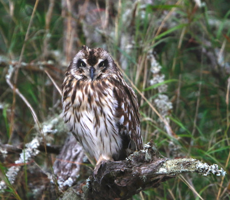 and the occasional Short-eared Owl as well