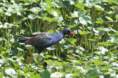 &hellip;and Purple Gallinules striding about&hellip;