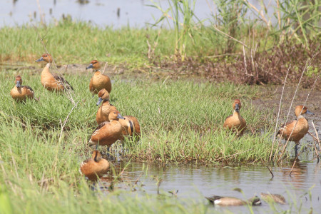 &hellip;holding many specialties like Fulvous Whistling-Ducks&hellip;