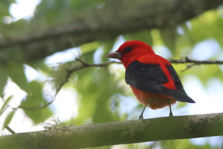 Sometimes the birds are bright like a Scarlet Tanager&hellip;