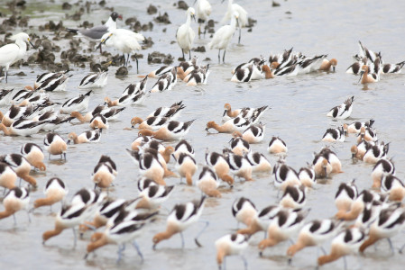 &hellip;or a colorful feeding phalanx of American Avocets. 