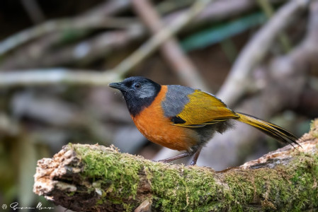 ...and many of them are endemic to Vietnam, including this wonderful Collared Laughingthrush.