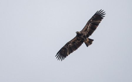 Eastern Imperial Eagle is another species with a very limited range in Europe, making it a big target for our tour