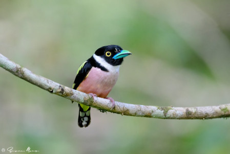 Many of the birds are startlingly colorful, like this Black-and-yellow Broadbill...